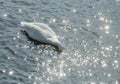 Swan Royalty Free Stock Photo