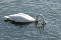 Swan Royalty Free Stock Photo