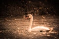 Mute swan in the rain Royalty Free Stock Photo