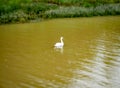 A Swan in the rain Royalty Free Stock Photo