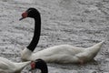 A swan in the rain