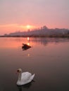 Swan & The Red Sunset