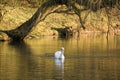 Swan reflected in lake at golden hour