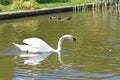 Swan reflected on the Tiverton Canal Royalty Free Stock Photo