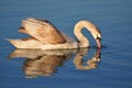 Swan reflected in the water of Lake Balaton Royalty Free Stock Photo