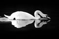 Swan reflecting on black water Royalty Free Stock Photo