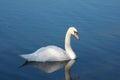 Swan reflecting on lake