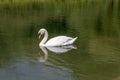 swan reflecting in pond waters, Stuttagrt, Germany