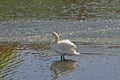 Swan reflecting on river