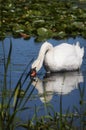 Swan with reflection.