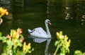 Swan reflection in green pond in park Royalty Free Stock Photo