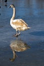 Swan reflection