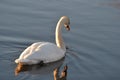 Swan reflection in the water at sunrise on the pond Royalty Free Stock Photo