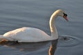 Swan reflections in the morning sunlight sunrise Royalty Free Stock Photo