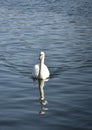 Swan Reflections Royalty Free Stock Photo