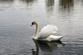 Swan Reflections Royalty Free Stock Photo