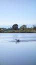 Swan on the rice field in Piedmont, Italy