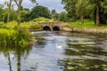 A swan on the River Avon near Stoneleigh, UK Royalty Free Stock Photo