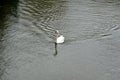 Swan on the River Avon Royalty Free Stock Photo