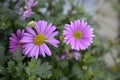 Swan River Daisy Fresco Candy Royalty Free Stock Photo