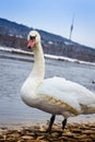Swan at River Royalty Free Stock Photo
