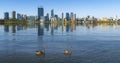Swan in the river and Perth city on background