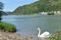 Swan with river rhine in Germany Royalty Free Stock Photo