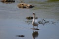 Swan on river Royalty Free Stock Photo