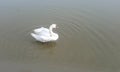 Swan in the River