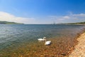 Swan in the river Tay on sunny day in Dundee, Scotland