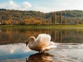 Swan on the river in the warm sunset lighting Royalty Free Stock Photo