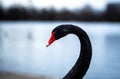 Swan in the round pond of Hyde park in winter, London Royalty Free Stock Photo