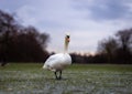 Swan in the round pond of Hyde park in winter, London Royalty Free Stock Photo