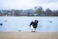 Swan in the round pond of Hyde park in winter, London Royalty Free Stock Photo