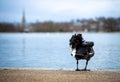 Swan in the round pond of Hyde park in winter, London Royalty Free Stock Photo