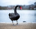 Swan in the round pond of Hyde park in winter, London Royalty Free Stock Photo