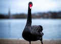 Swan in the round pond of Hyde park in winter, London Royalty Free Stock Photo