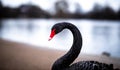 Swan in the round pond of Hyde park in winter, London Royalty Free Stock Photo