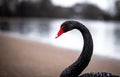 Swan in the round pond of Hyde park in winter, London Royalty Free Stock Photo