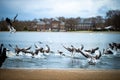 Swan in the round pond of Hyde park in winter, London Royalty Free Stock Photo