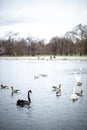 Swan in the round pond of Hyde park in winter, London Royalty Free Stock Photo