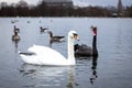 Swan in the round pond of Hyde park in winter, London Royalty Free Stock Photo