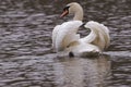 A swan with ruffled feathers looking backwards Royalty Free Stock Photo