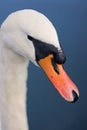 Swan's Beak