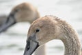 Swan's head Royalty Free Stock Photo