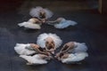 Swan`s lake ballet performance