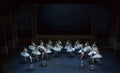 Swan`s lake ballet performance Royalty Free Stock Photo