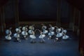 Swan`s lake ballet performance