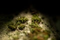Swan`s neck-thyme-moss Mnium hornum on a branch Royalty Free Stock Photo