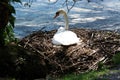 Swan`s nest in the Heiligenhaus at the AbtskÃÂ¼cherteich Royalty Free Stock Photo